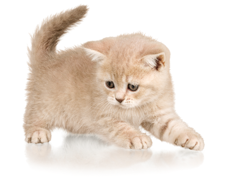 Kitten Resources