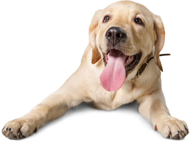 puppy header