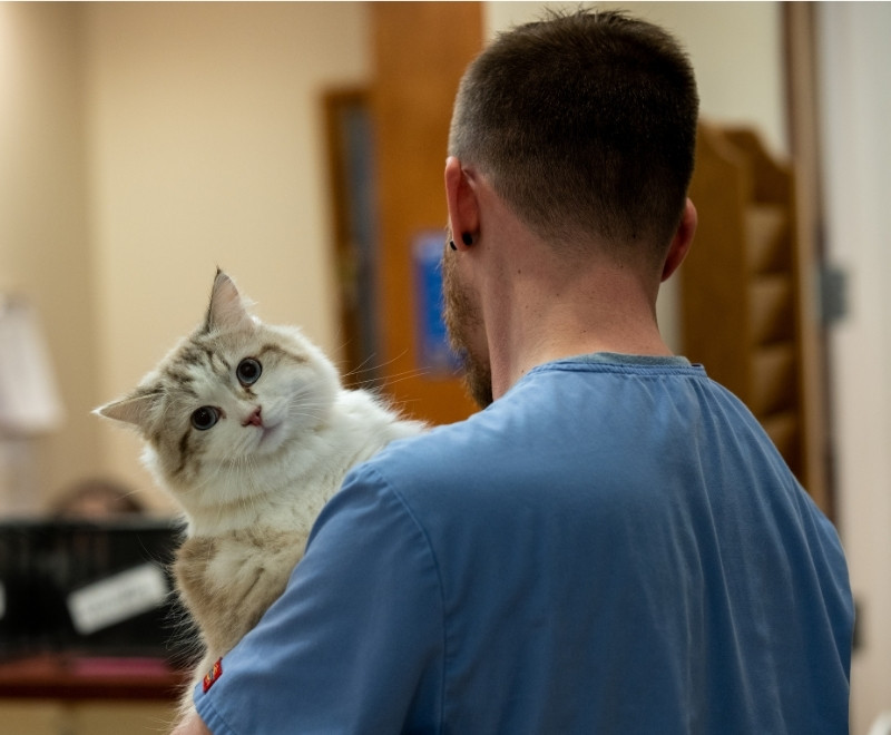 a vet gently holding a cat in his arms