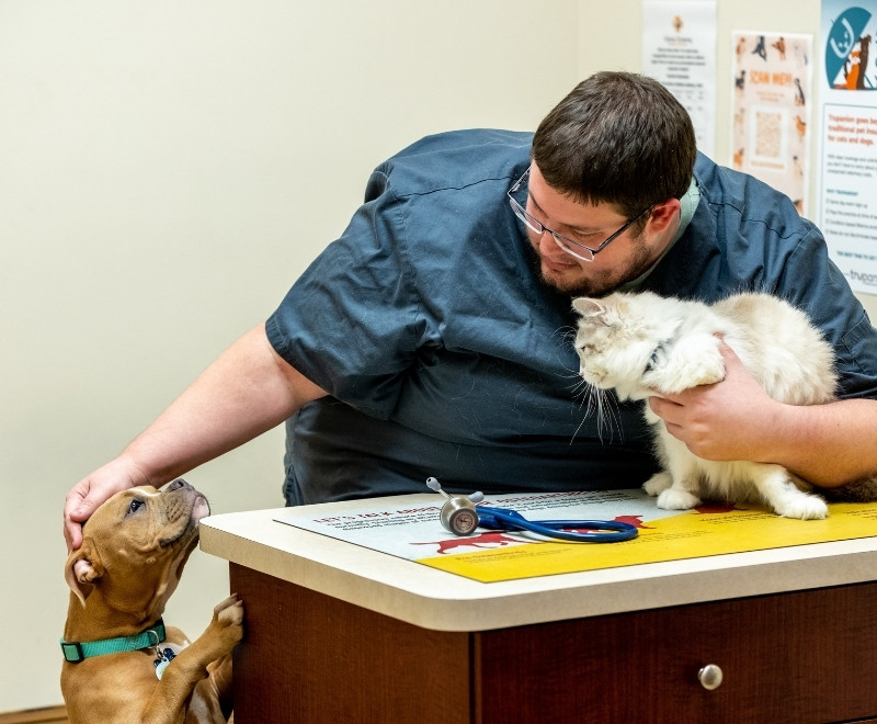 a veterinarian petting a dog and a cat