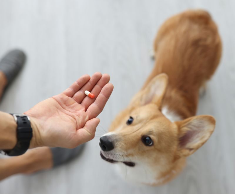 A person offering a pill to a dog