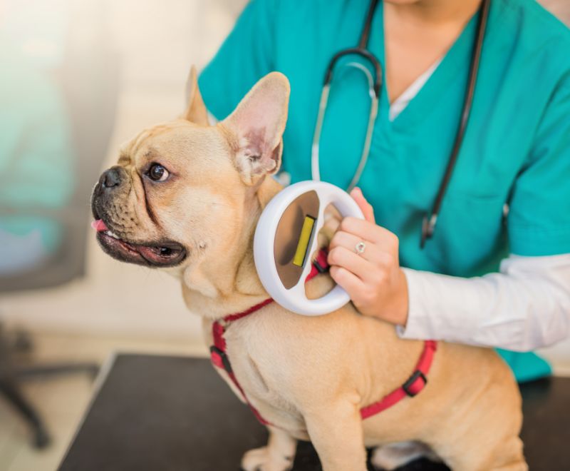 a women check dog chip